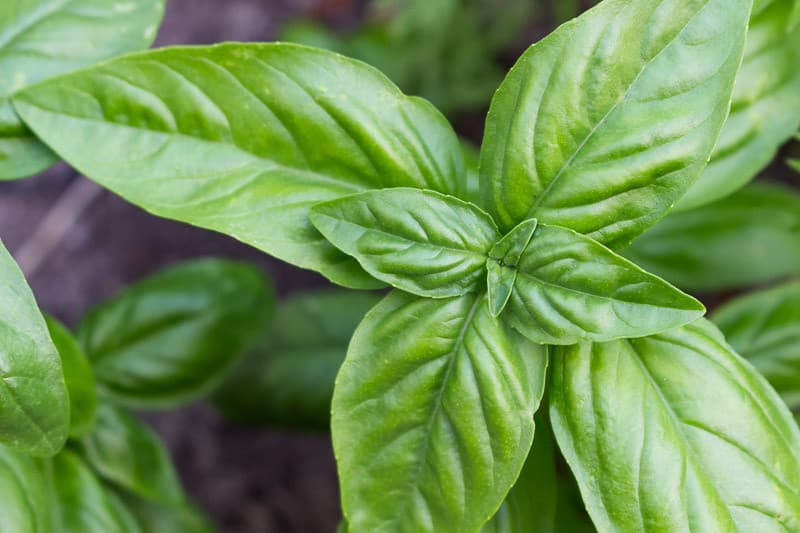 Genoese Basil